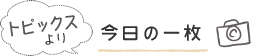 今日の一枚